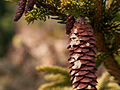 Picea orientalis Skylands IMG_5077 (VALENTA) Świerk kaukaski